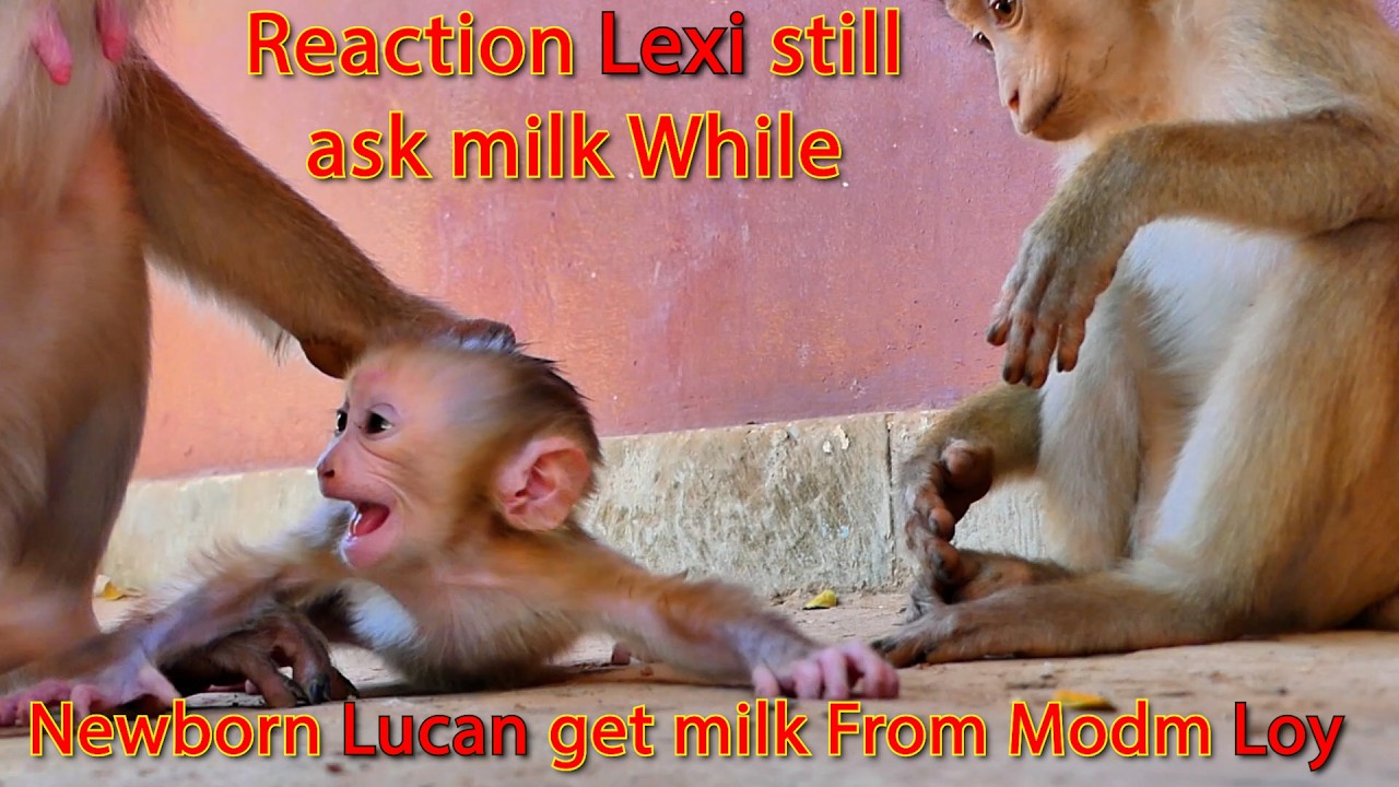 Reaction Lexi still ask Milk While Newborn Lucan Hunger , get milk from Mom Loy !