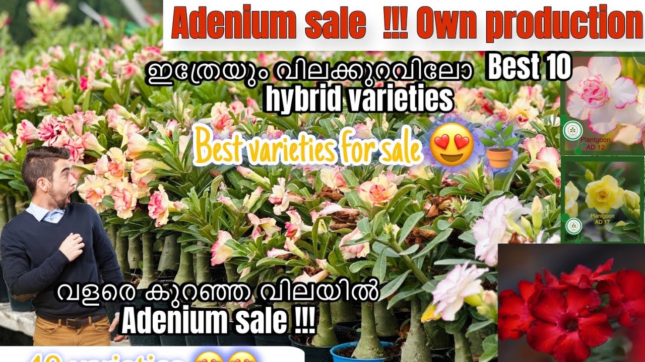 Adenium Combo Sale 5 Or 10 Combo. അഡീനിയം കോംബോ @8547669938