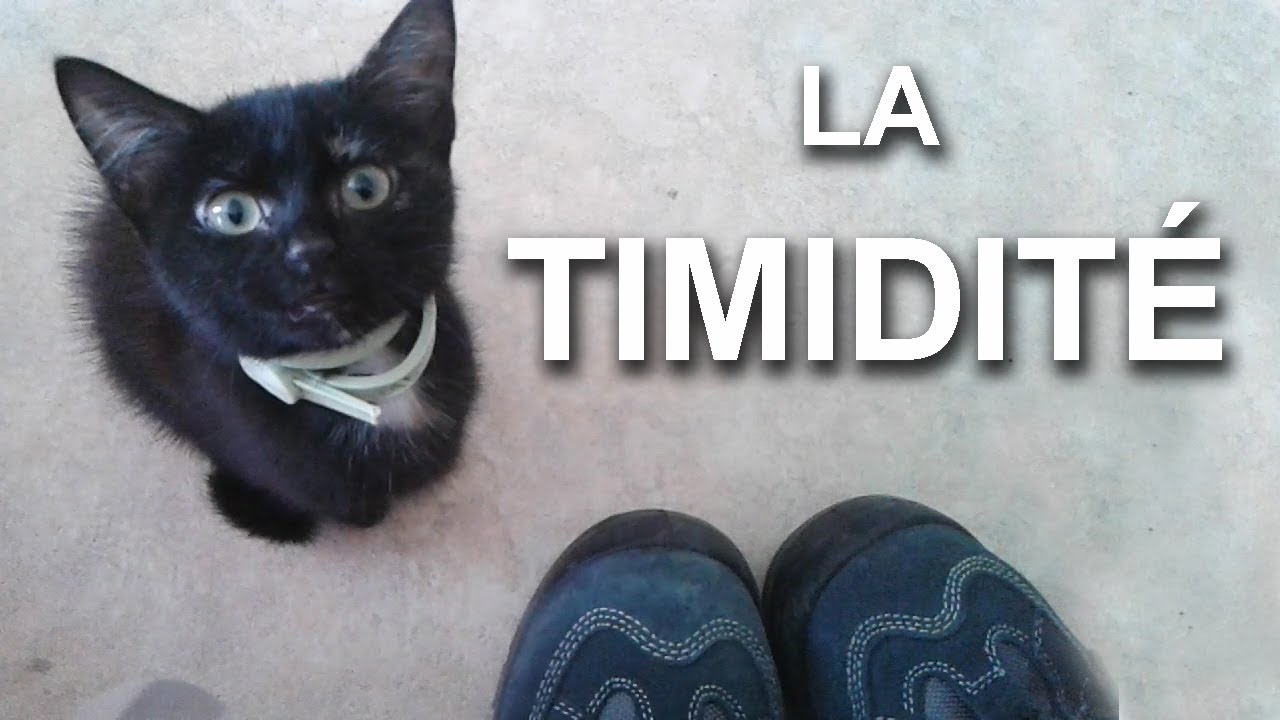 LA TIMIDITÉ - PAROLE DE CHAT