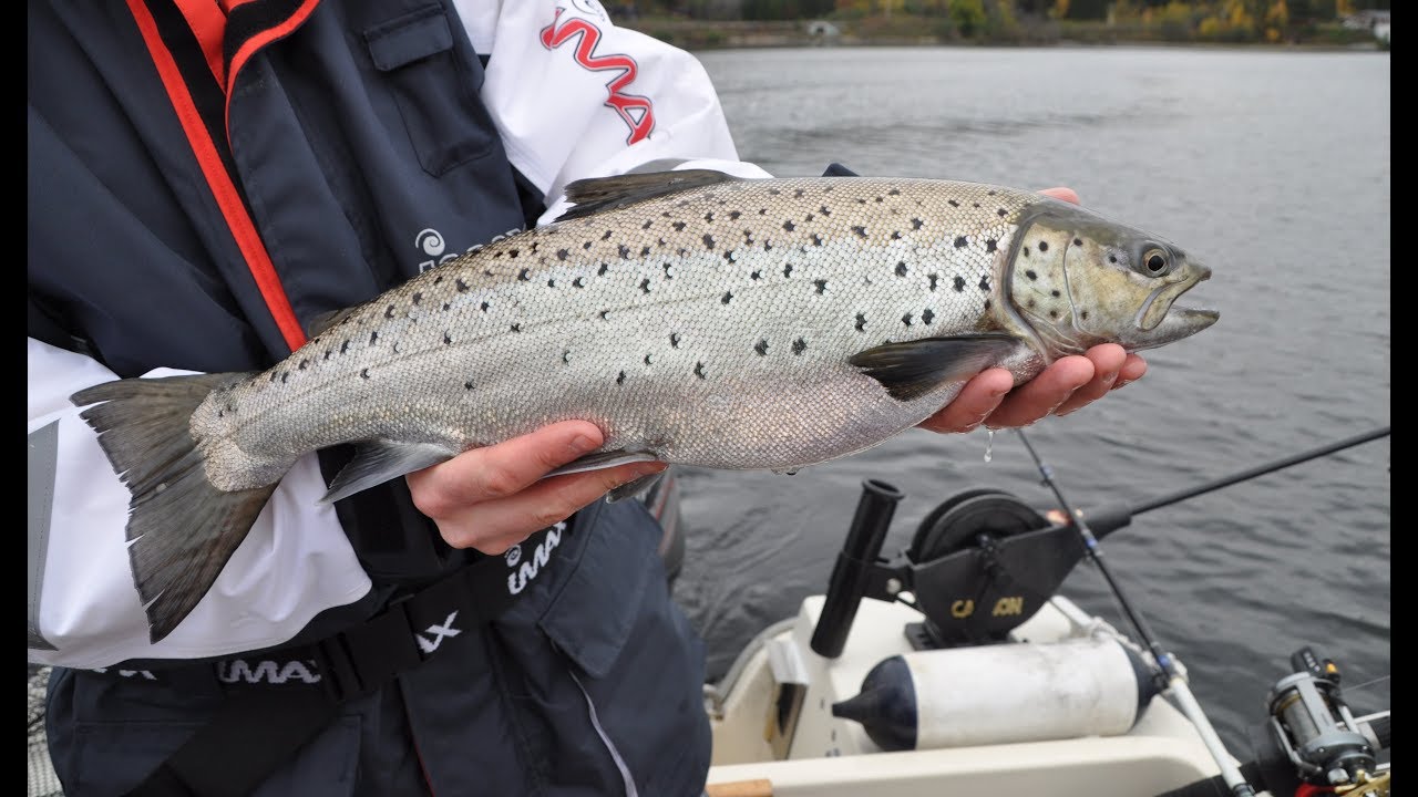 Mjøsa 13. Oktober - 12 Ørret