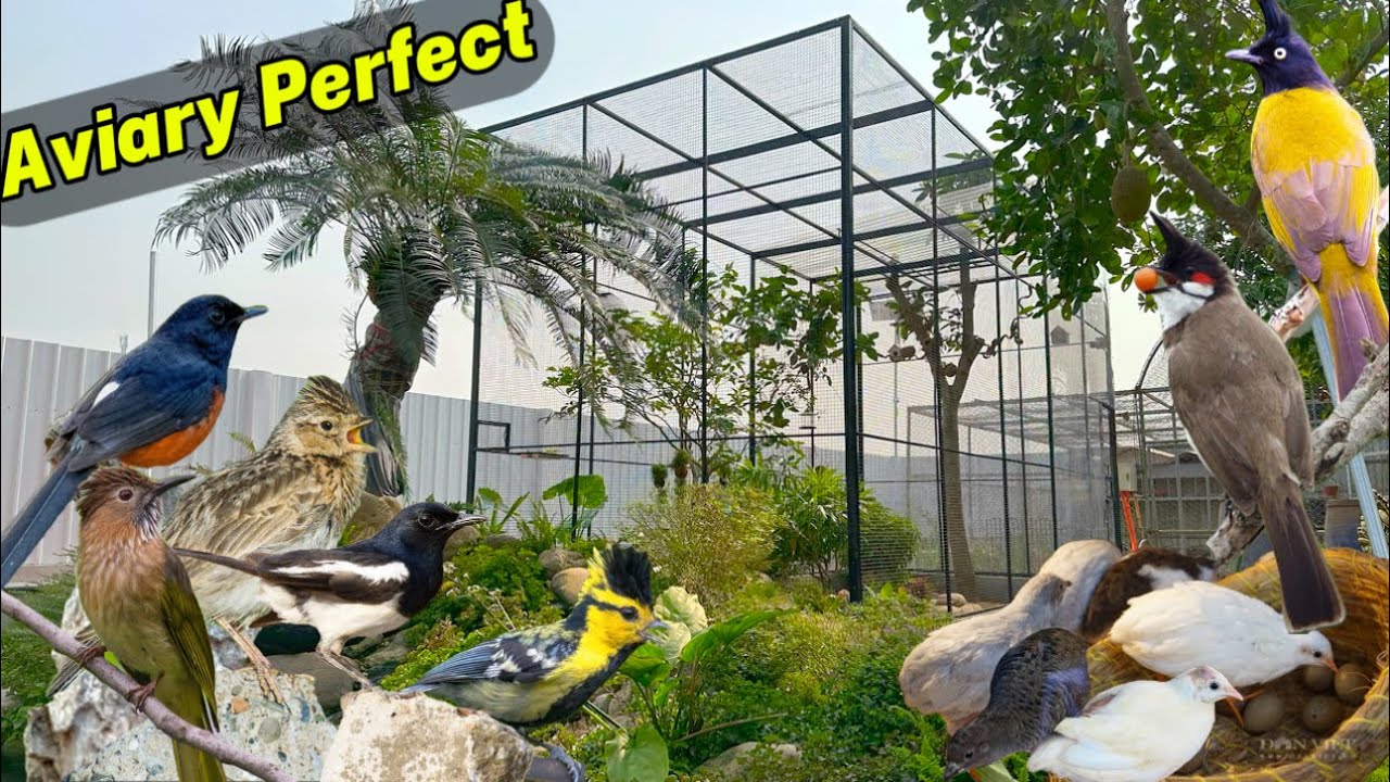Chi&ecirc;m Ngưỡng & Học Hỏi Aviary bố tr&iacute; hợp l&yacute; nu&ocirc;i gần 20 lo&agrave;i CHIM CẢNH khu&ocirc;n vi&ecirc;n đẹp || Đạt Bird TV