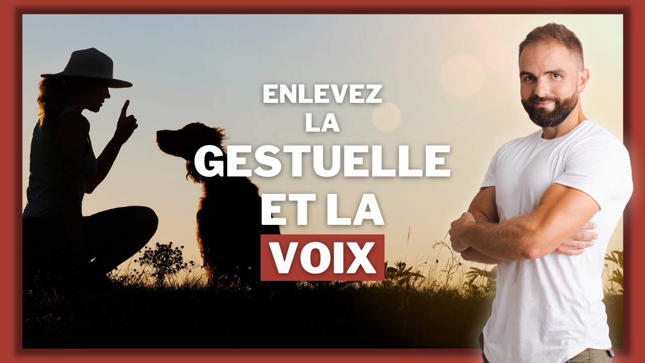 Comment &eacute;duquer son chien avec et sans gestuelle !