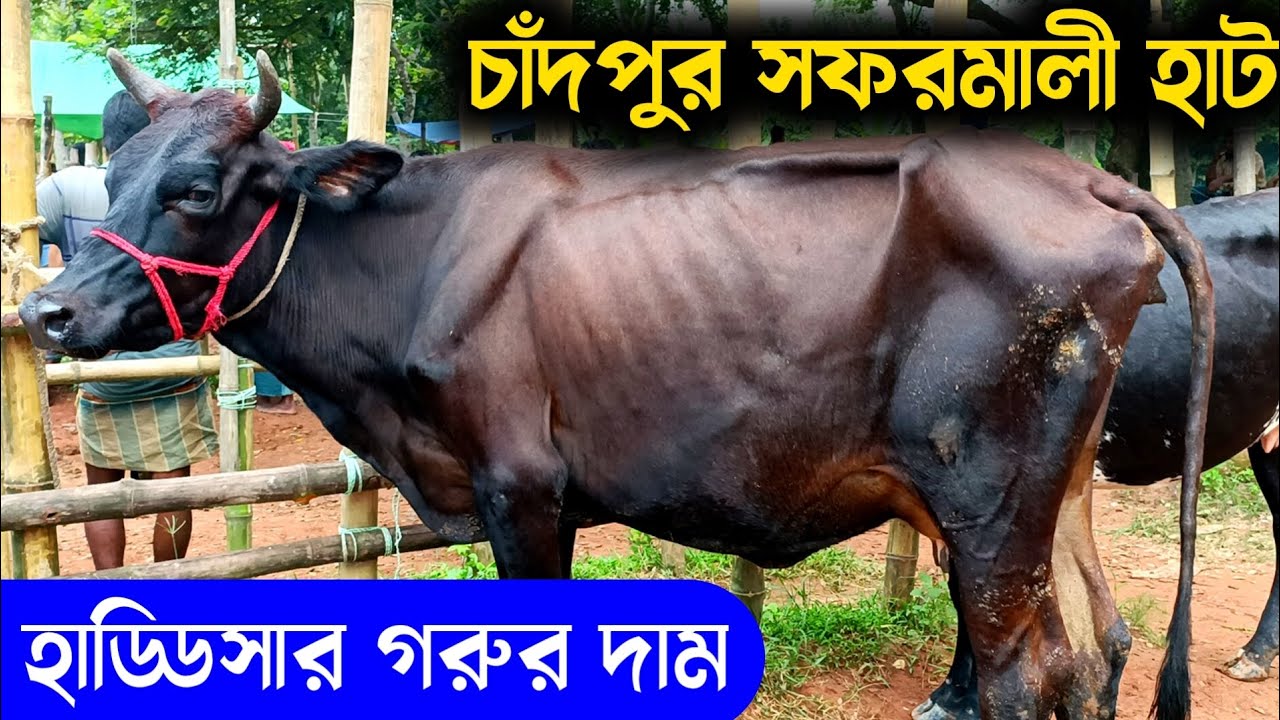 শুকনো হাড্ডি মোটাতাজাকরন গরুর দাম জানুন চাঁদপুর সফরমালি হাট থেকে | পালন উপযোগী শুকনো গরুর দাম |