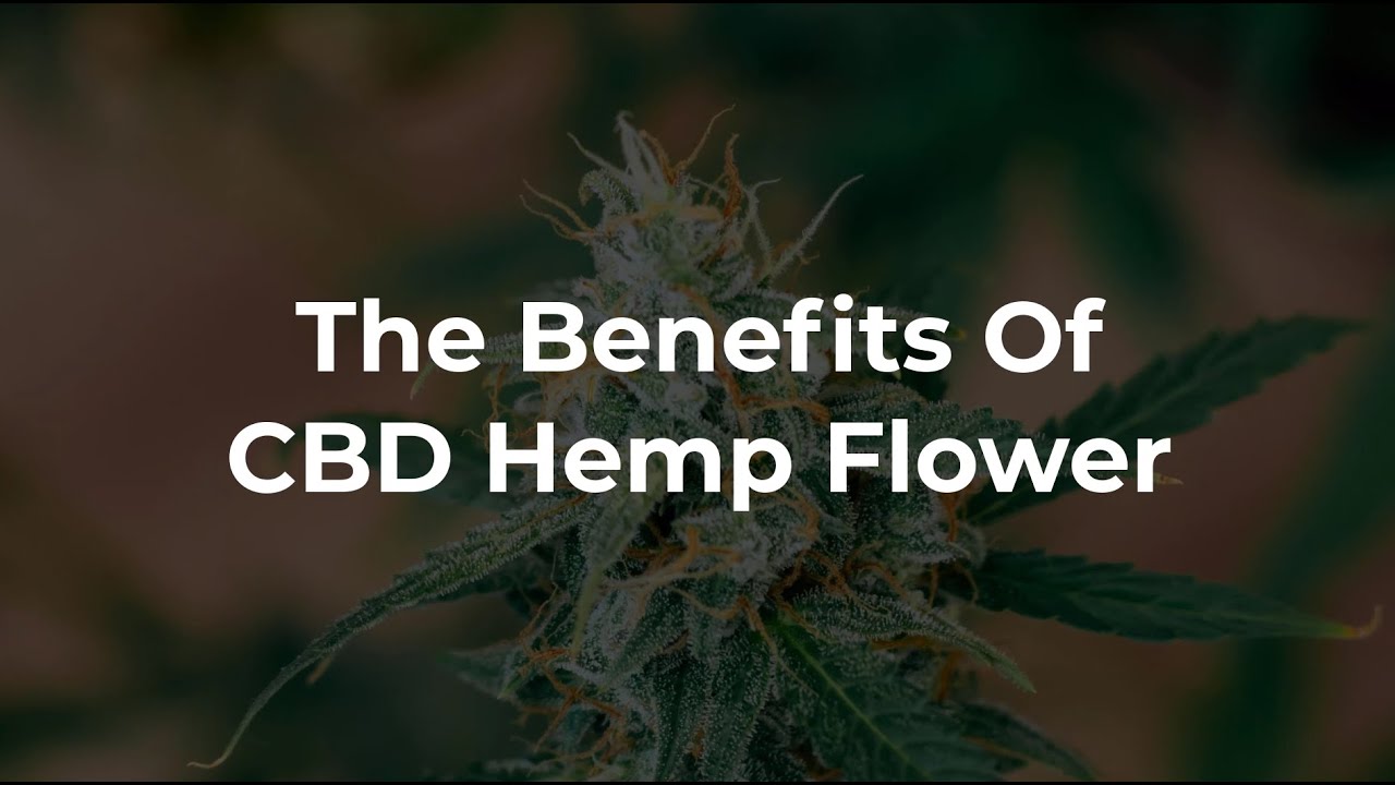 Lowest Price Hemp Flower- CBD Hemp Flower Online 🔔 Buy CBD Hemp Flower Strains At Wholesale Prices 🔔