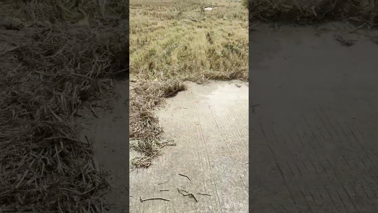 Elder's "Cleaning Weapon": Yellow Blower, Field Ground Instantly Clean!