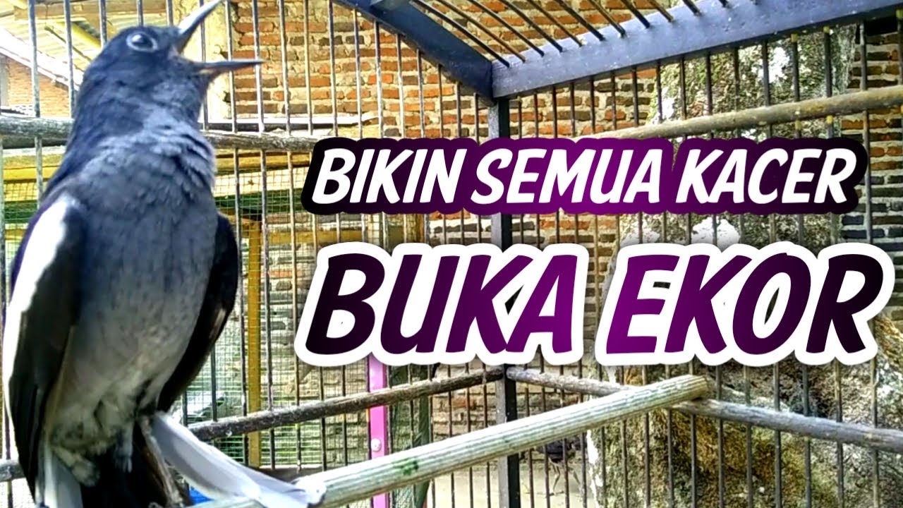 KACER BETINA GACOR JOS BIKIN SEMUA KACER BUKA EKOR !! PANCINGAN KACER GACOR BETINA.