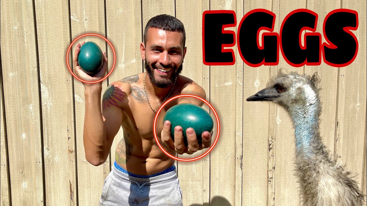 MY *RARE* WHITE EMUS HAD HUGE EGGS! SO EXCITED!!!!