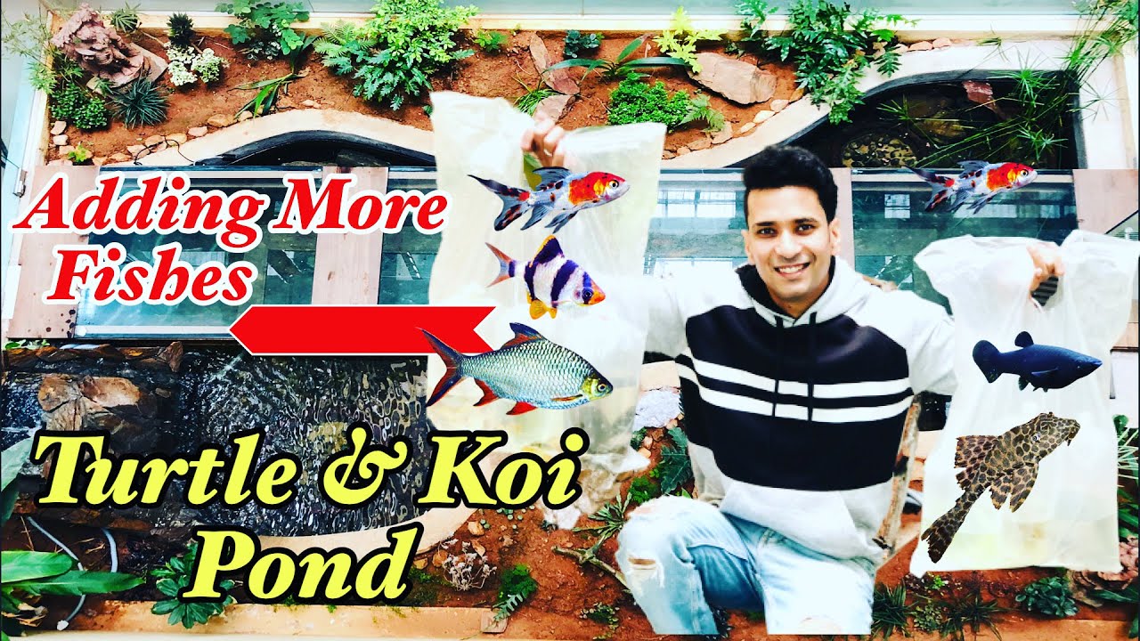 Koi Fish Pond in Bangalore 2021 | Turtle Pond | Adding New Fishes to the pond | Koi Underwater Shots