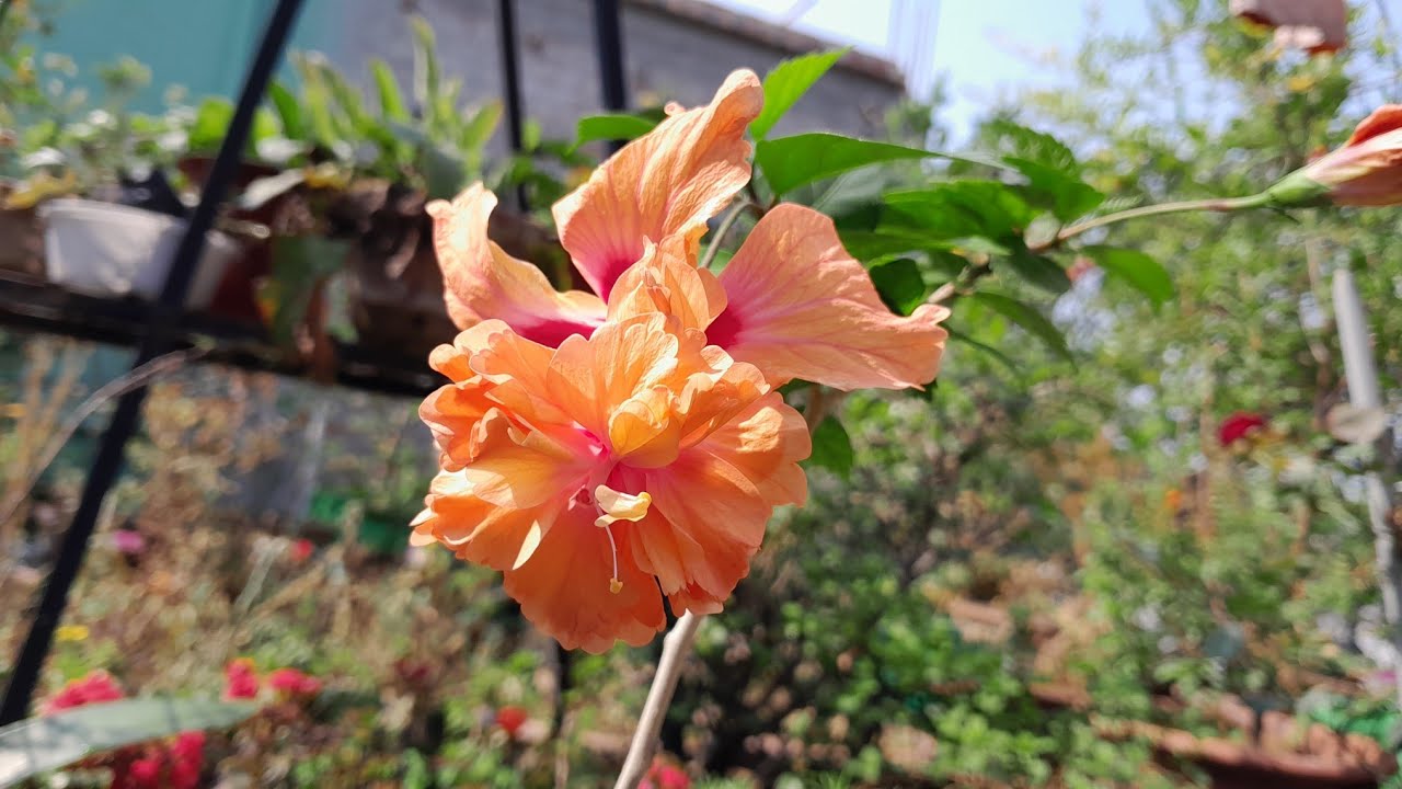 How a busy person grow hibiscus plant successfully #garden #gardening