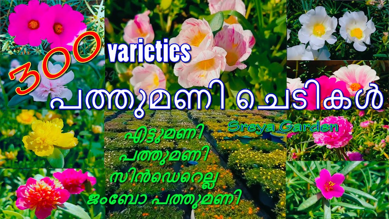 പത്തുമണി ചെടികളുടെ വൻ കളക്ഷൻസ് | Portulaca | Cinderella | Jumbo Portulaca | Sreya Garden |