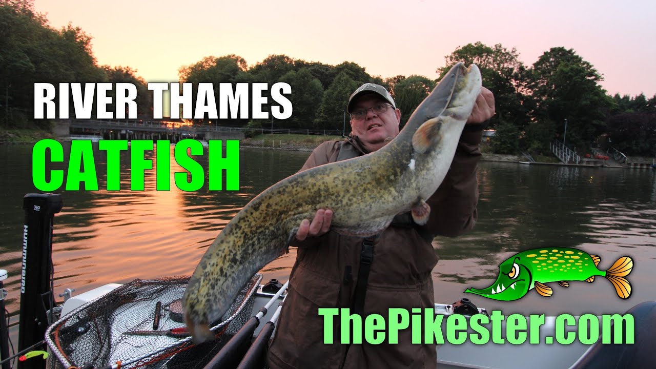 River Thames Catfish