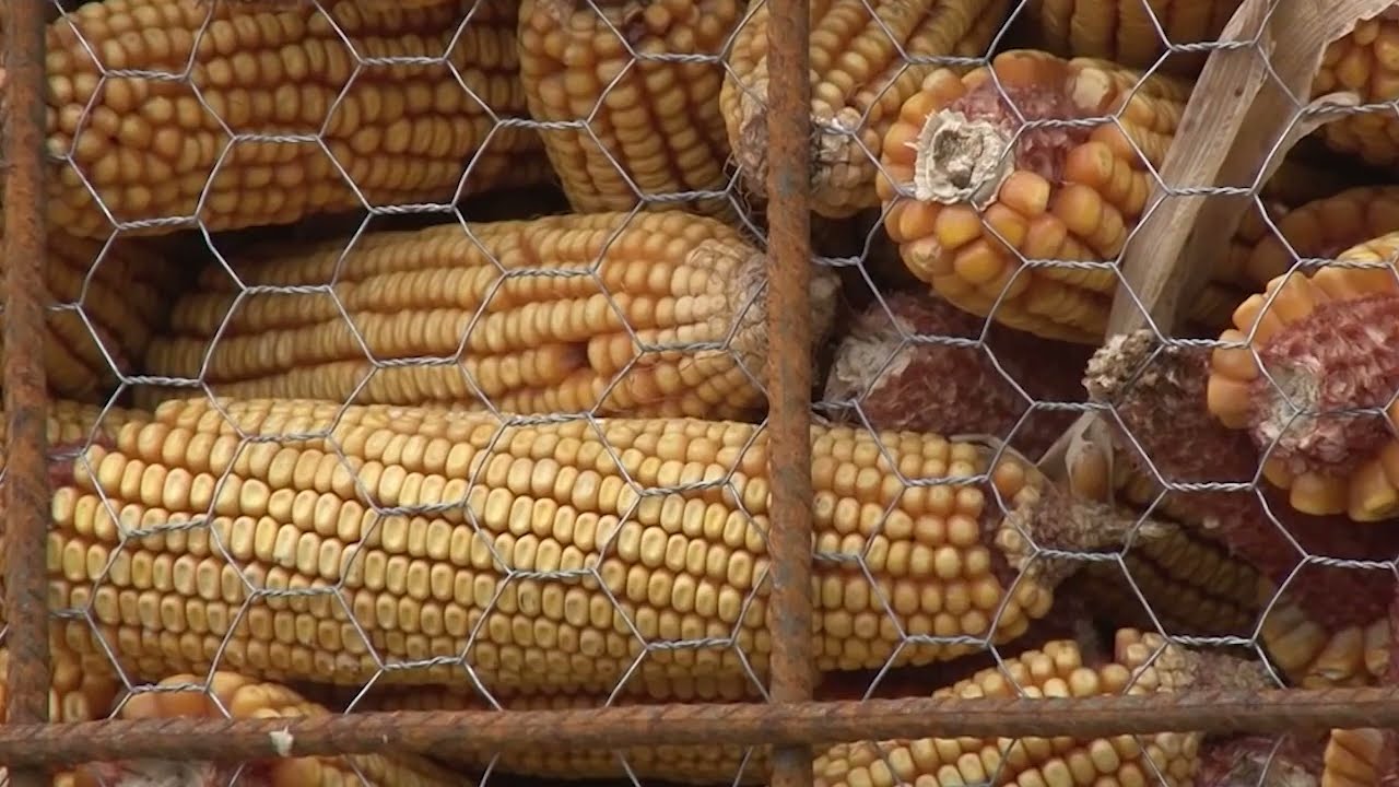 Prvo sušenje pa skladištenje kukuruza