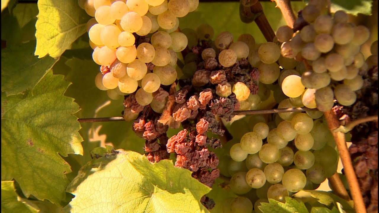 Tokaj varázsa