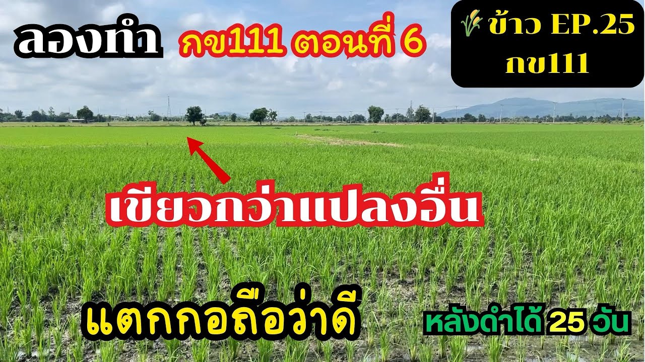 EP.25 || ลองทำกข111 ตอนที่6 : ข้าวกข111เขียวกว่าพันธ์อื่น?