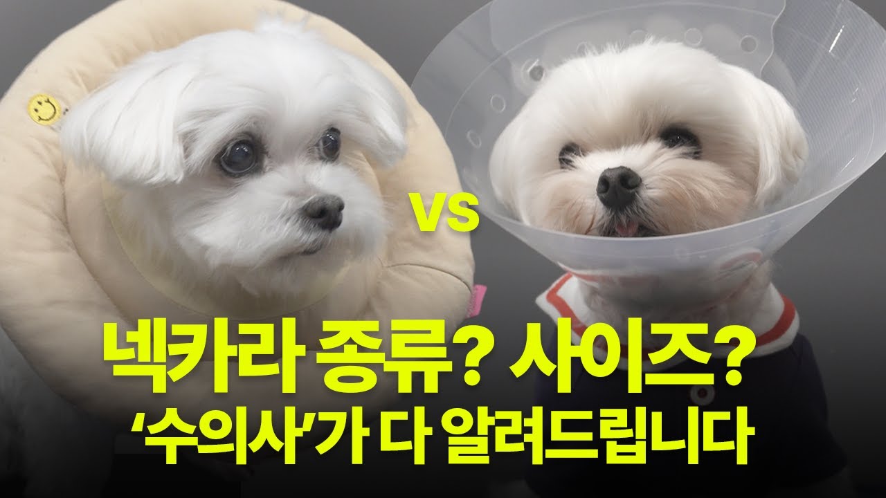 강아지,고양이 '넥카라' 종류, 착용 방법, 사이즈, 착용 이유. 수의사가 알려주는 넥카라의 모든 것!