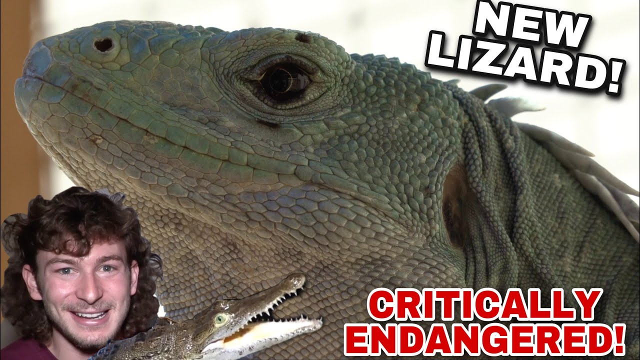 NEW CRITICALLY ENDANGERED LIZARD!!!