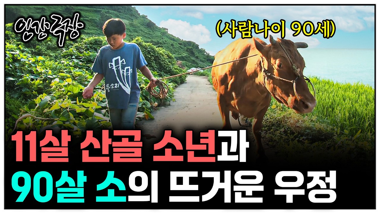[인간극장] 11살 산골 소년과 사람 나이 90세 소의 뜨거운 우정 이야기 | KBS 방송