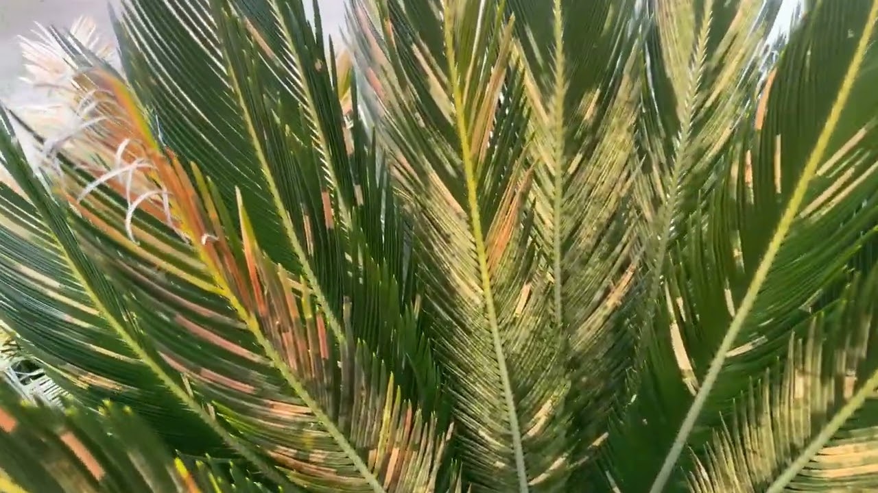 cycas revoluta aucune protection janvier 2025