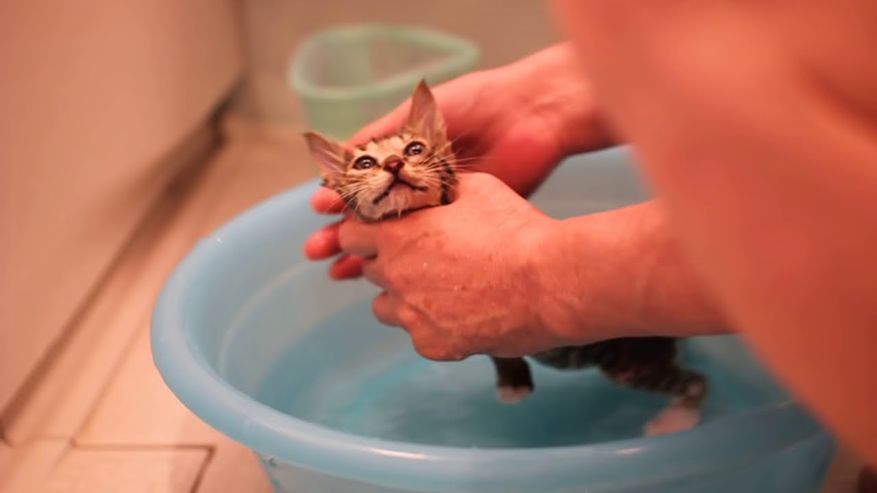 Dad give the kitten a bath. 猫