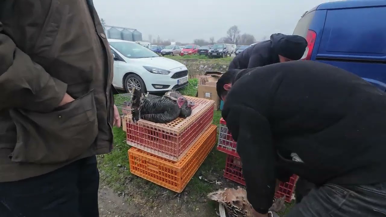 Vašar u Smederevskoj Palanci 15 decembar 2025
