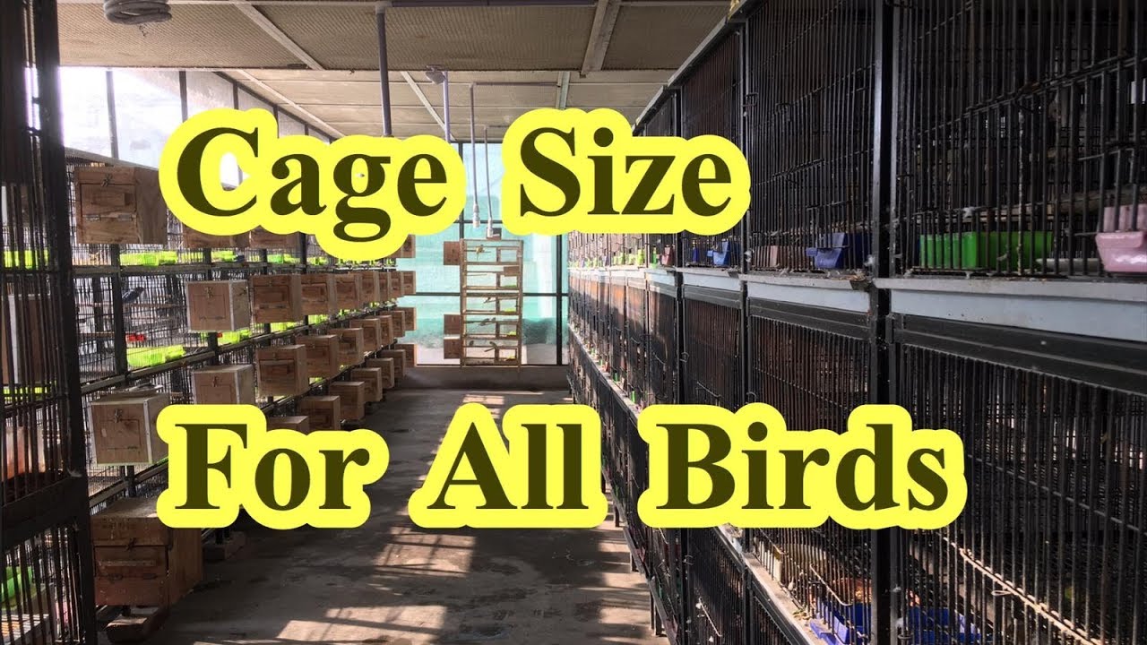 Complete Guide about Best Cage Size For Breeding Birds || Cages For Grey Ringneck Raw & other Birds