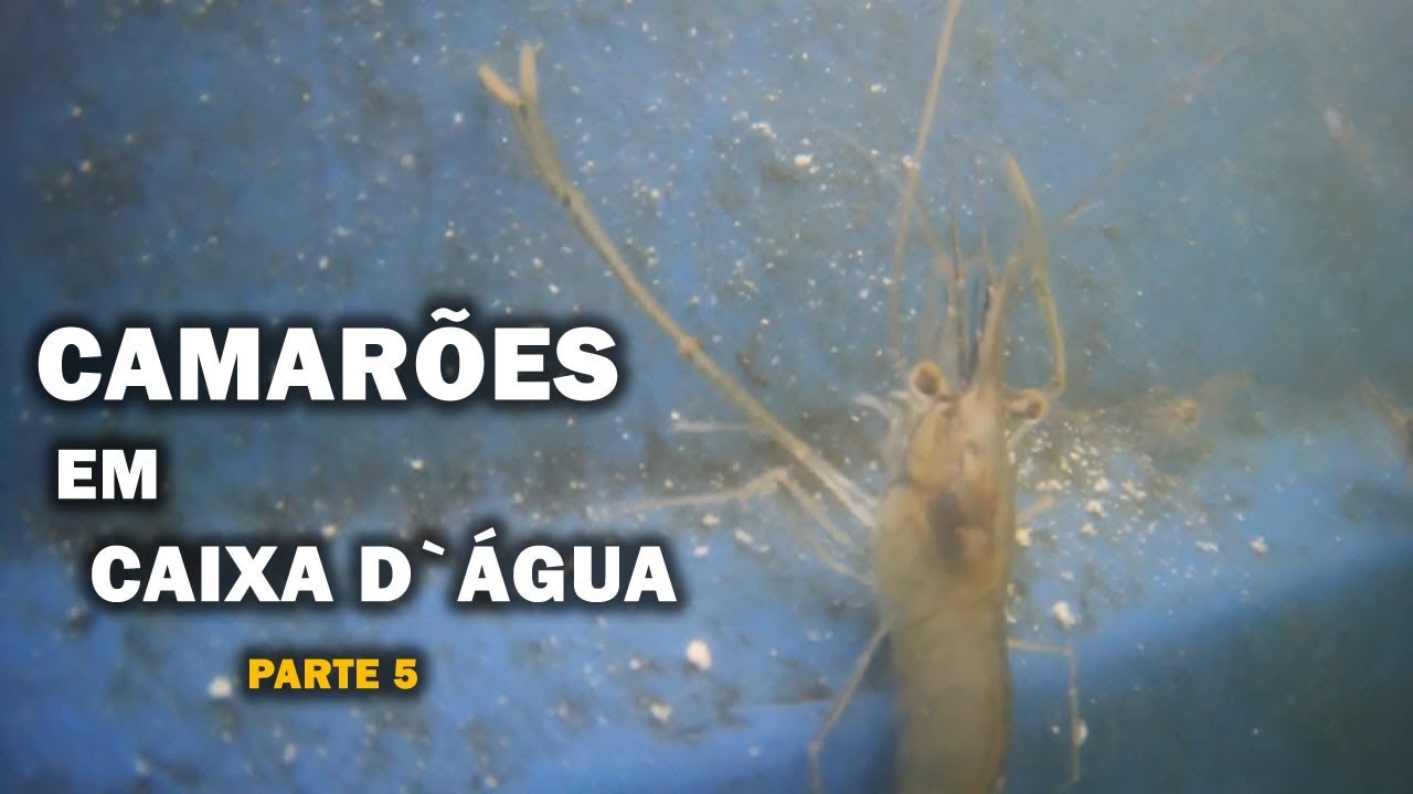 CAMARÃO EM CAIXA D`ÁGUA PARTE 5 Canal saalada