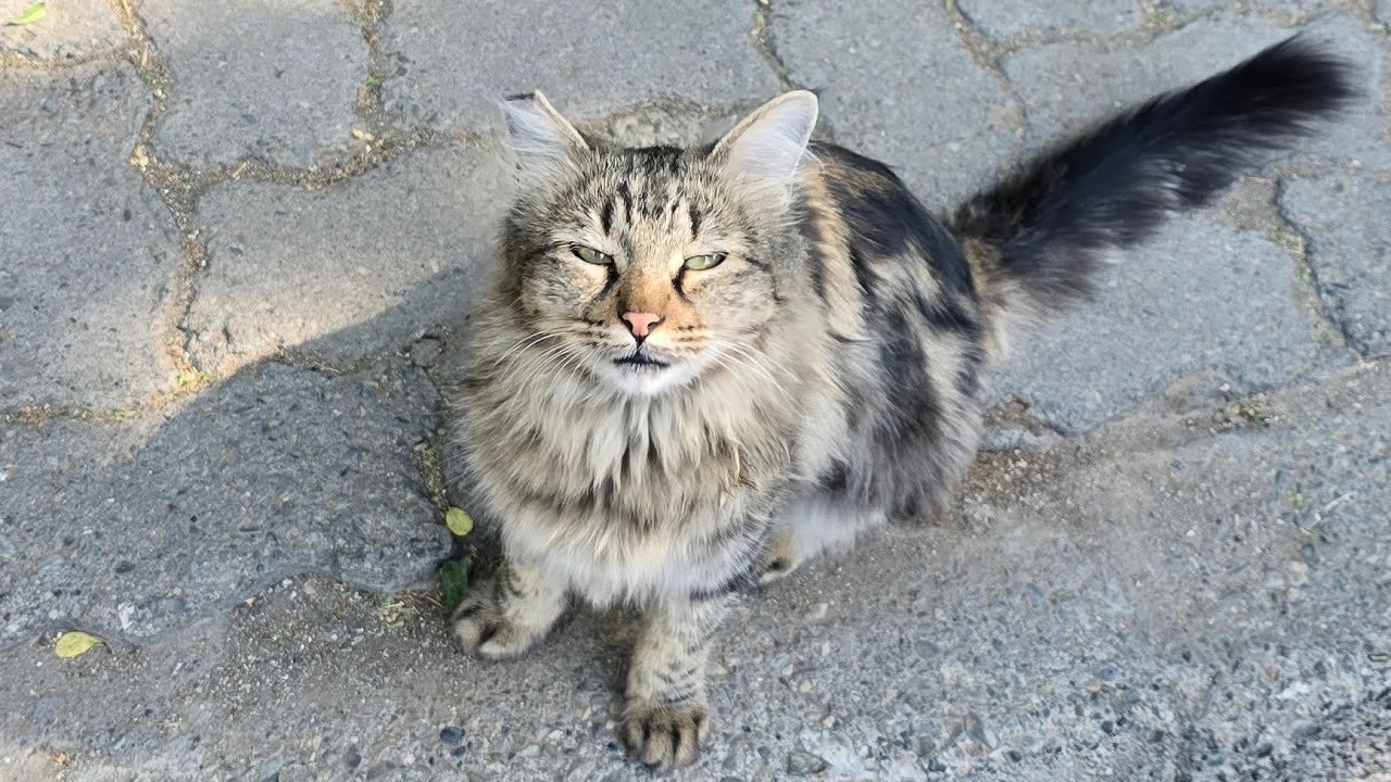 Feeding a Sweet Street Cat 🍗😺 | Another Hungry Kitty Joined!