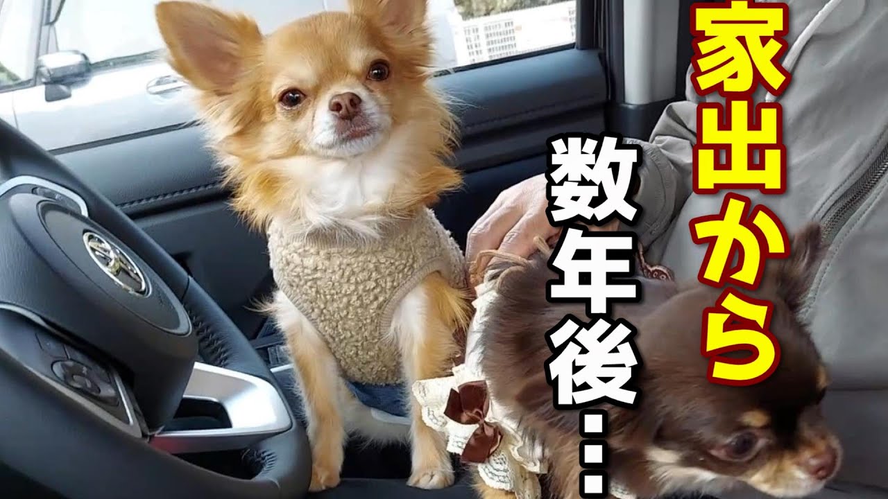 大喧嘩をして家出していた長女が数年経って…チワワが