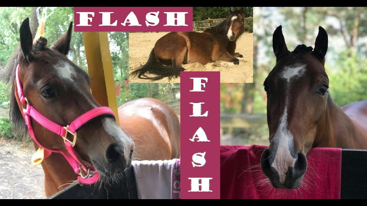 Flash # 706 ♥ Ponyparkcity - bruine Welsh pony !!