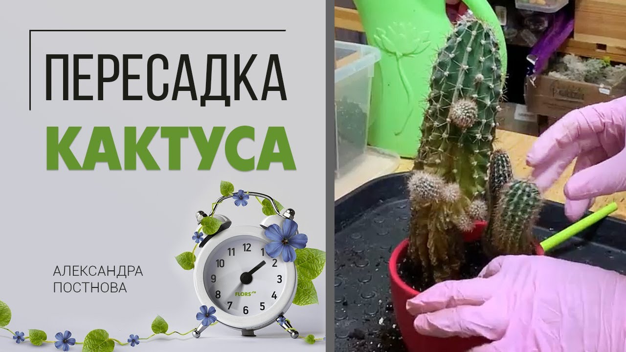 Пересадка кактуса - легко и непринужденно. Не стоит бояться, это не больно)