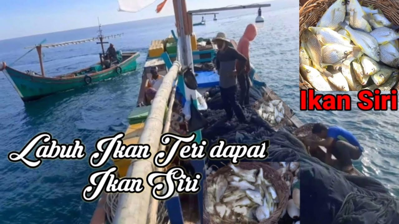 Labuh Ikan Teri dapat Ikan Siri diLaut samalanga