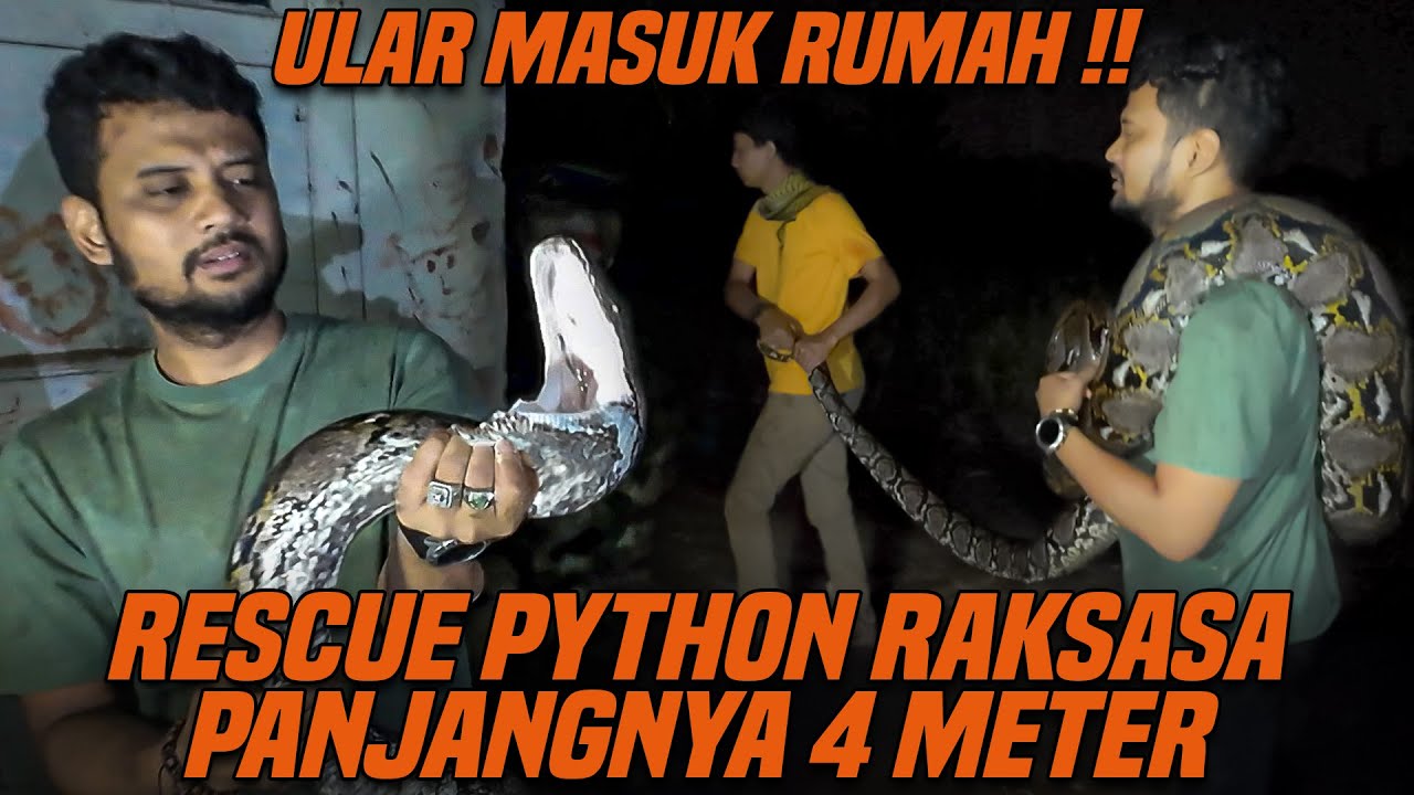 DIGREBEG TENGAH MALEM BUAT RESCUE PYTHON RAKSASA YANG MASUK RUMAH WARGA !!