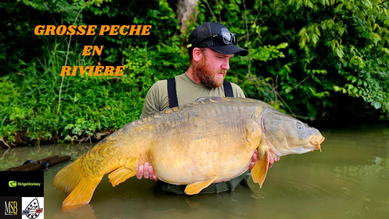 GROSSE PÊCHE EN RIVIÈRE // Pêche  de la carpe//