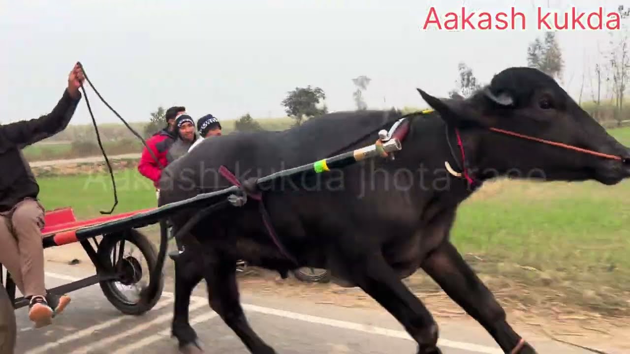  बहुत ही ज्यादा सुंदर खूब सूरत उन्ना कटड़ा तैयार वेदांश फिमपुर