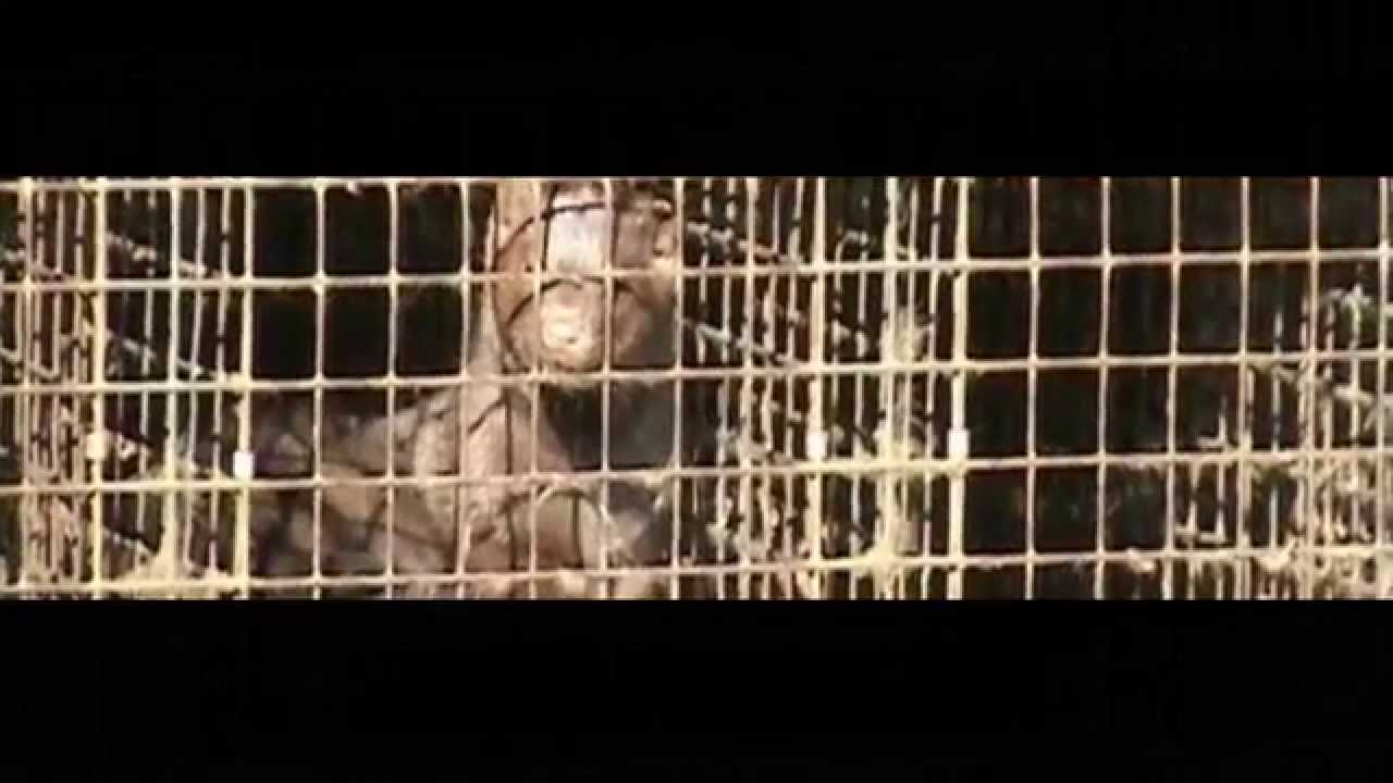 SAMEN TEGEN BONT - Bont voor Dieren - 2015