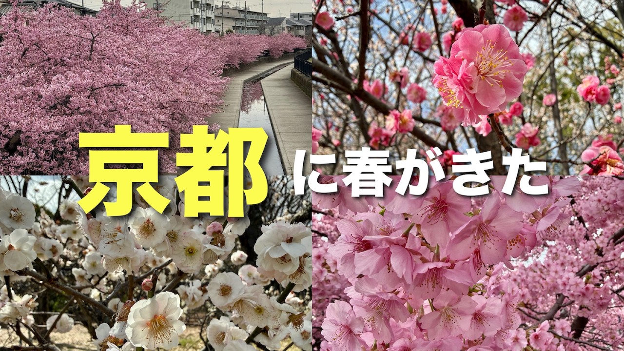 【京都】河津桜と梅が美しすぎた🌸淀水路と梅小路公園で一足早いお花見🚃