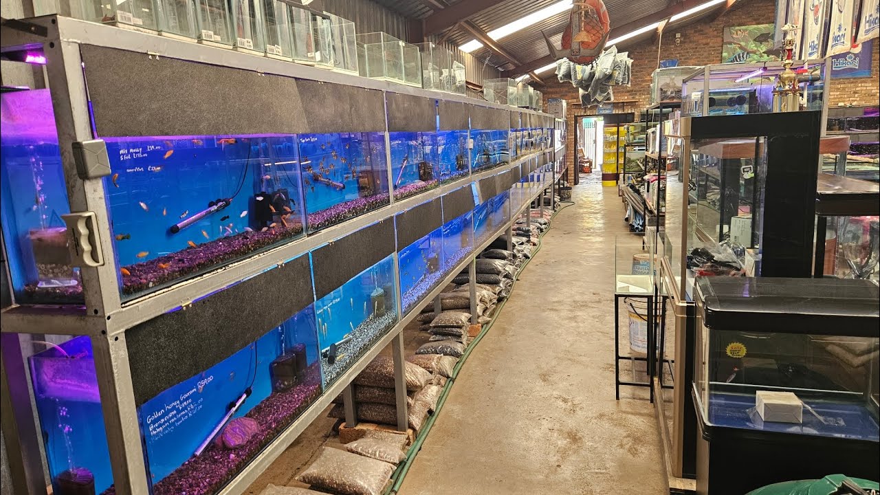 HUGE Fish Store Tour - Fish For Africa