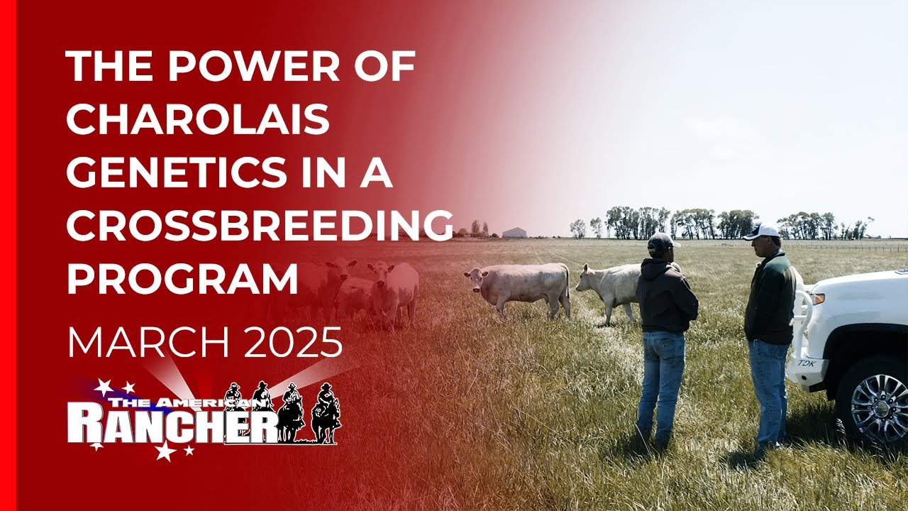 DeBruycker Charolais | The American Rancher | 03-17-25