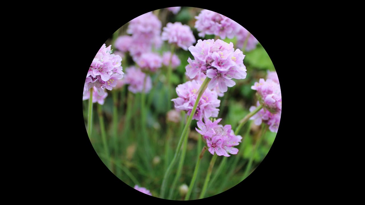 Paddy Manning - Dawn