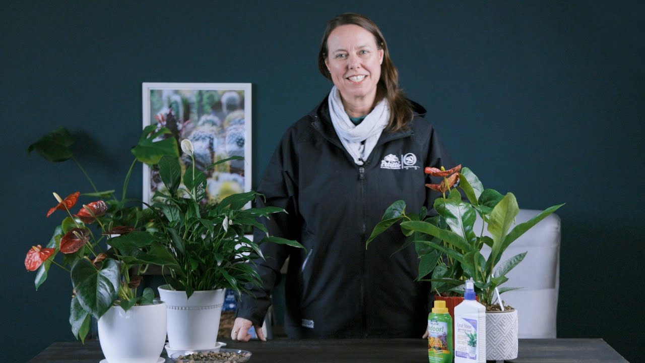 PETITTI Anthurium Spotlight | How to Grow, Propagate & Care for Flamingo Flower