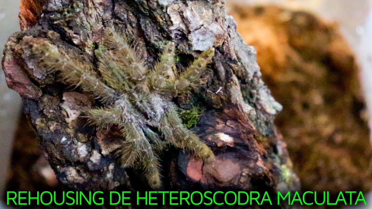 REHOUSING DE MI HETEROSCODRA MACULATA | TARÁNTULA ORNAMENTAL DE TOGO | TERRARIO PARA TARÁNTULA |