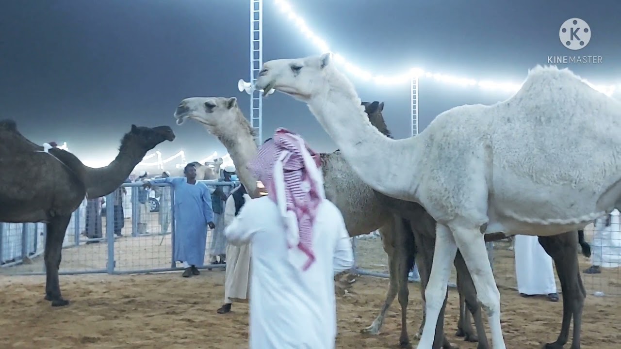 بريده/مزاد العقيلات اليلي الأربعاء ٧/٣/١٤٤٣ ماشاء الله تبارك الله