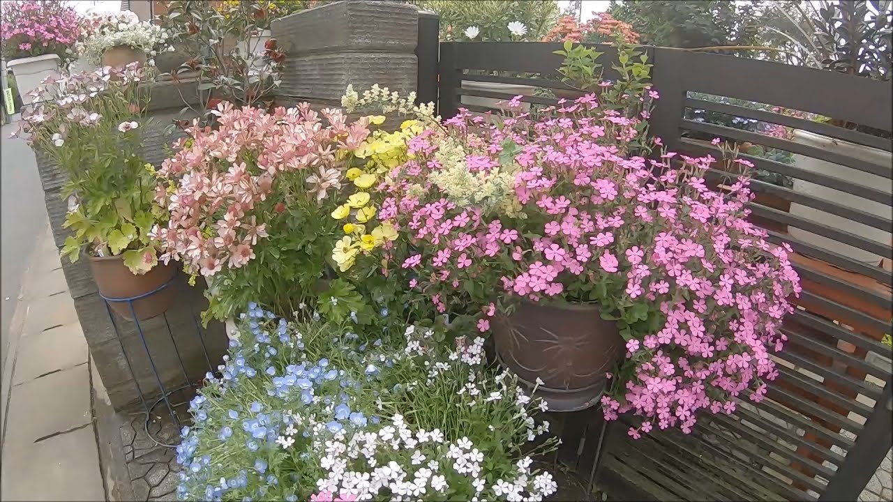 バラが咲く直前