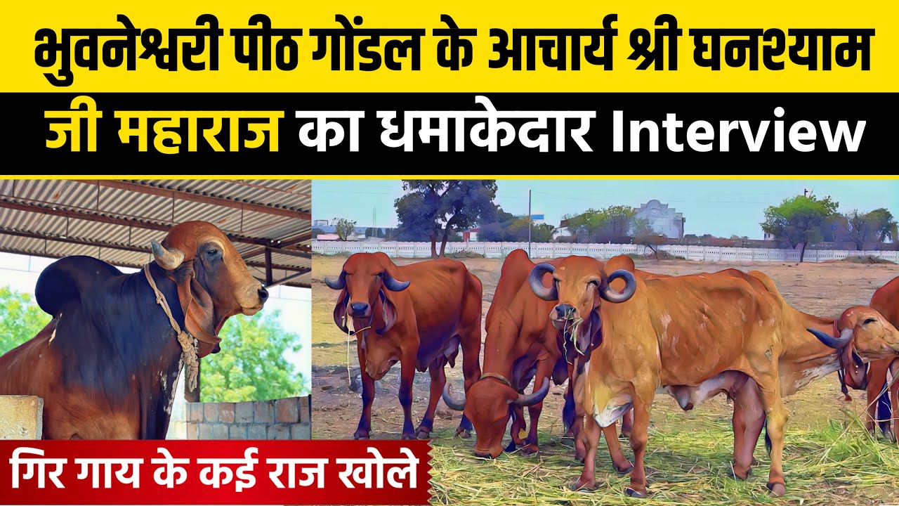 Gondal - Old Bloodline of Gir Cow || भुवनेश्वरी पीठ गोंडल आचार्य घनश्याम जी महाराज का Full Video