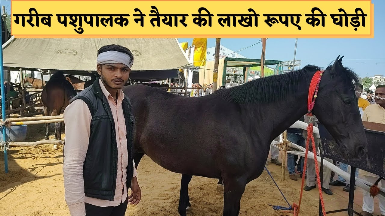 गरीब पशुपालक को लखपति बनाया इस मारवाड़ी घोड़ी ने / Marwadi Mare @farmeradvisor