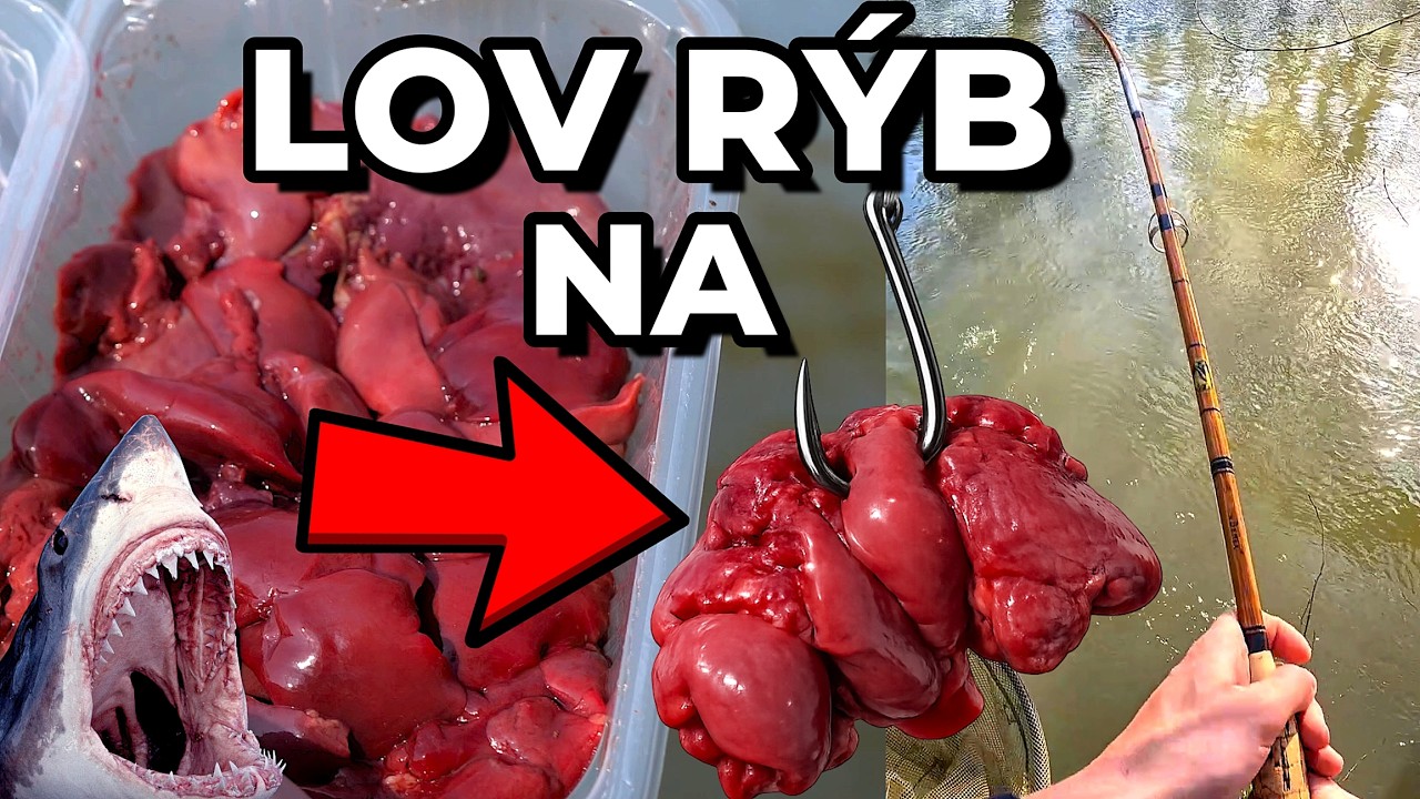 Lov Rýb na Kuraciu Pečeň - Játra 🐔🍗 na rieke Malý Dunaj 🎣 + na boilies !