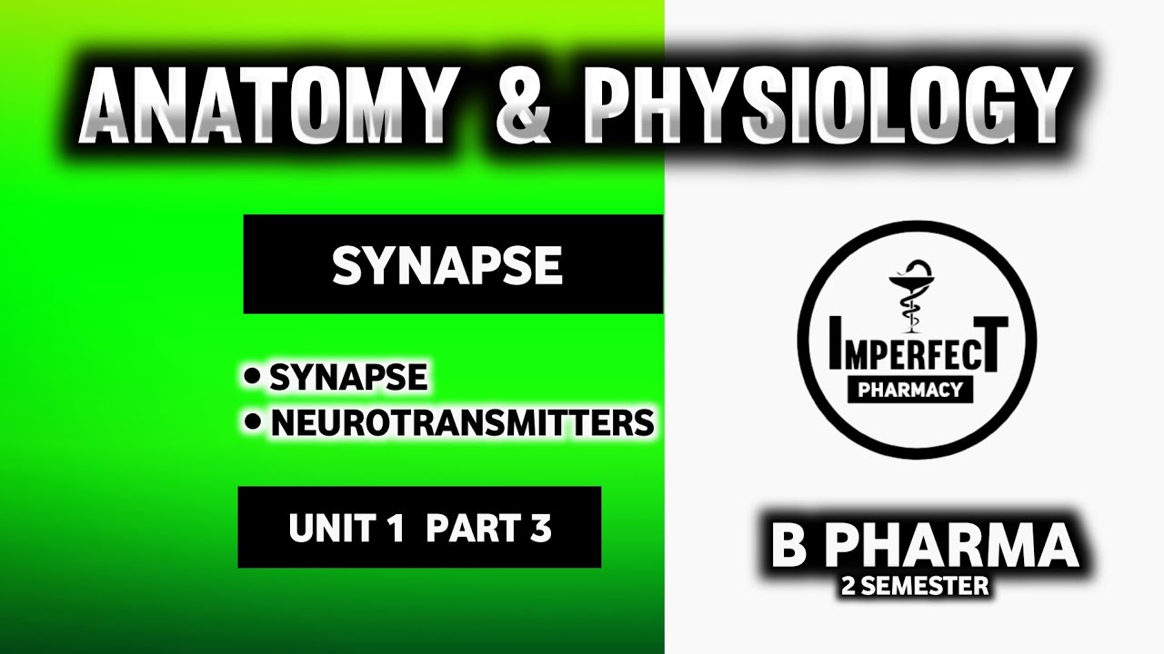 Synapse And Neurotransmitters | Nervous System | Human Anatomy And Physiology | B Pharma 2nd Sem
