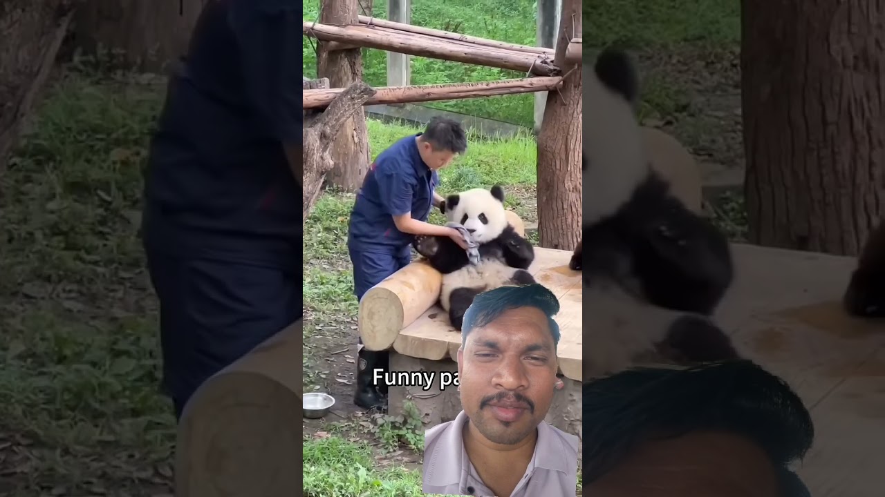🐼 Panda ki secret meeting chal rahi hai&hellip; lagta hai koi bada plan ban raha hai! 😂Aap bhi dekho 😄🔥