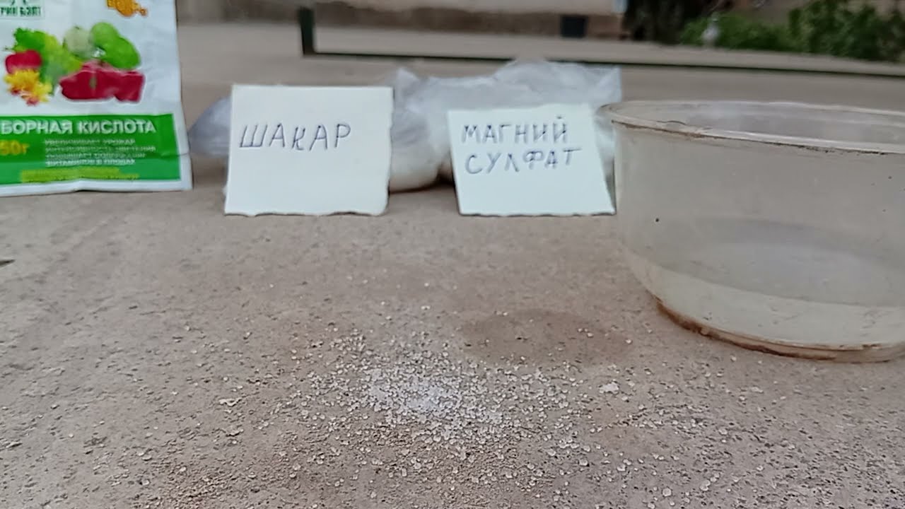 265-в.Памидорда ГУЛ ҳосил бўлишини рағбатлантируачи РЕЦЕПТ.  20-iyun, 2025