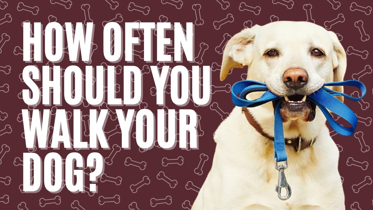 How Often Should You Walk Your Dog?